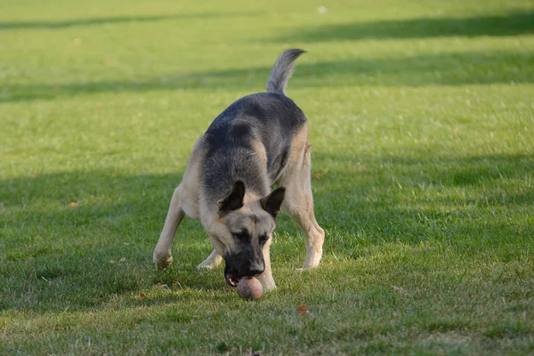 Pastore tedesco cane che gioca con una palla sull'erba sul prato — Foto Stock