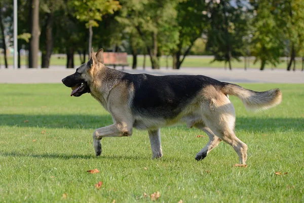 Německý ovčák pes hraje s míčem na trávě na trávníku — Stock fotografie