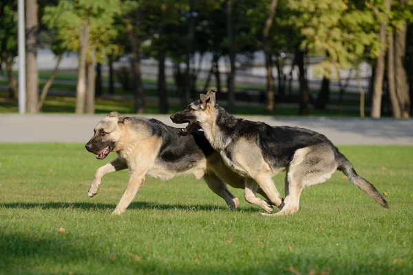 Deux chiens berger allemand en cours d'exécution — Photo