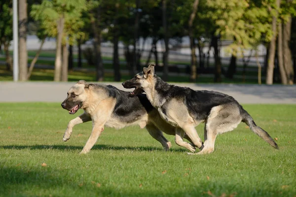 Twee lopende Duitse herder — Stockfoto