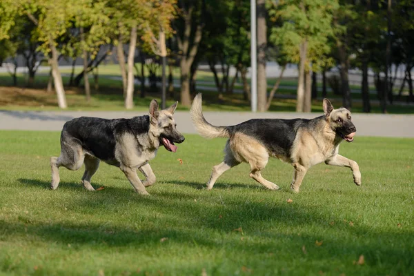 Deux chiens berger allemand en cours d'exécution — Photo