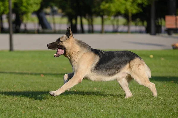 Pastor alemão cão correndo na grama — Fotografia de Stock
