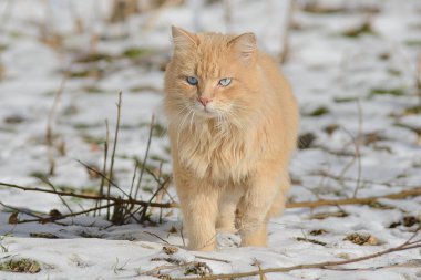 Kabarık mavi gözlü Farsça kedi karda yürür 