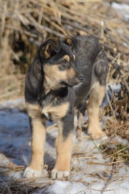 Kışın yürüyüş güzel azman köpek yavrusu
