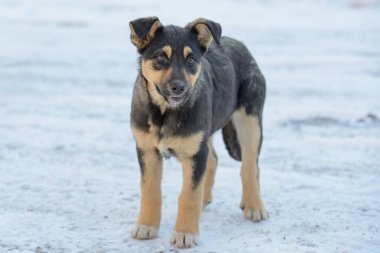 Kışın yürüyüş güzel azman köpek yavrusu