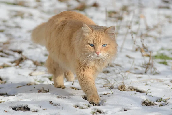 Kucing Persia berbulu halus berjalan di salju. — Stok Foto