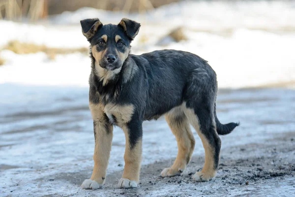 Beautiful crossbreed puppy walking  in winter — Stock Photo, Image