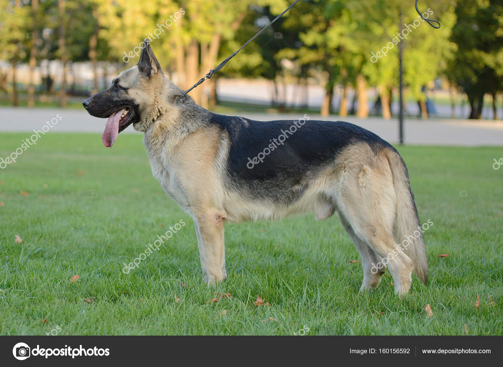 Chien de berger allemand, Chien de berger d'Europe de l'Est — Photo de  stock par ©Pamliveria - 160156592, image size:1600x1168