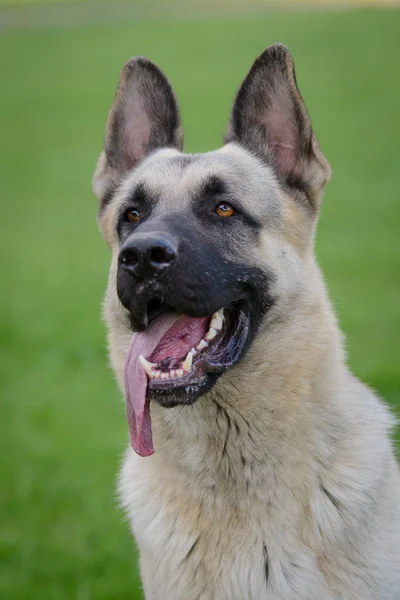 Cão de pastor alemão, cão de pastor europeu oriental — Fotografia de Stock