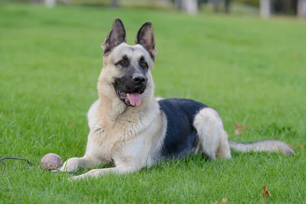 Cão de pastor alemão, cão de pastor europeu oriental — Fotografia de Stock