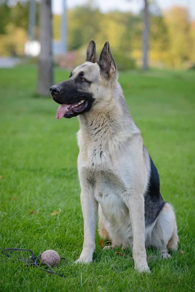 Cão de pastor alemão, cão de pastor europeu oriental — Fotografia de Stock