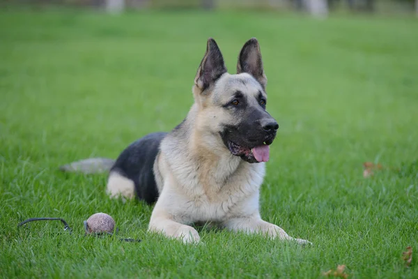 Chien de berger allemand, Chien de berger d'Europe de l'Est — Photo