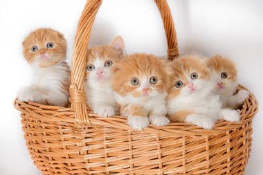 Bir sürü kalem ile hasır sepet içinde kırmızı-beyaz tüylü yavru kedi 