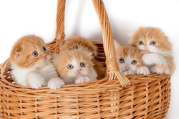 大量的红色白色毛茸茸的小猫在柳条篮子里有一支钢笔 — 图库照片