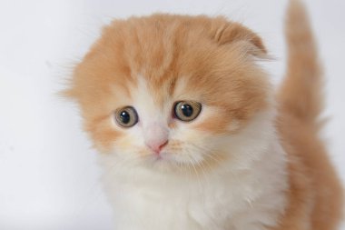 Korkmuş Kızıl saçlı beyaz lop-eared yavru kedi portresi