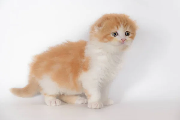 Roodharige witte droeve kitten — Stockfoto