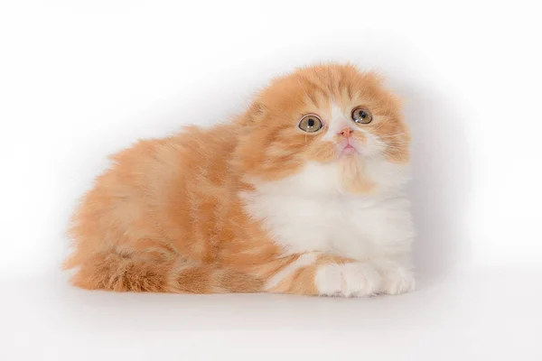 Red-haired white lop-eared kitten — Stock Photo, Image