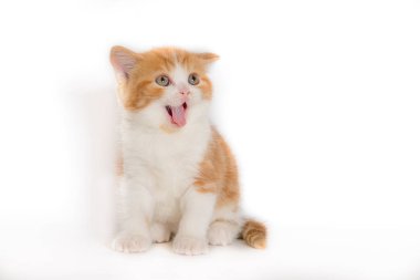 Açık ağız ile zencefil yavru kedi