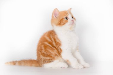 beyaz zemin üzerine zencefil yavru kedi