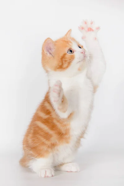 Gember Kitten Springen Een Witte Achtergrond — Stockfoto