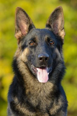 Bir Alman çoban köpeği portresi 