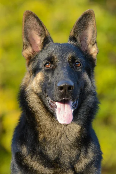 Bir Alman Çoban Köpeği Portresi — Stok fotoğraf