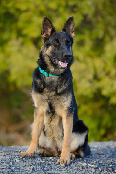Portrait German Shepherd Turquoise Collar — Stock Photo, Image