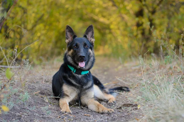 Portrait German Shepherd Turquoise Collar — Stock Photo, Image