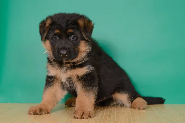 Cucciolo Pastore Tedesco Sfondo Verde — Foto Stock