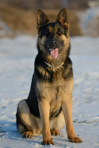 Berger Allemand Lors Une Promenade Par Une Journée Ensoleillée Hiver — Photo