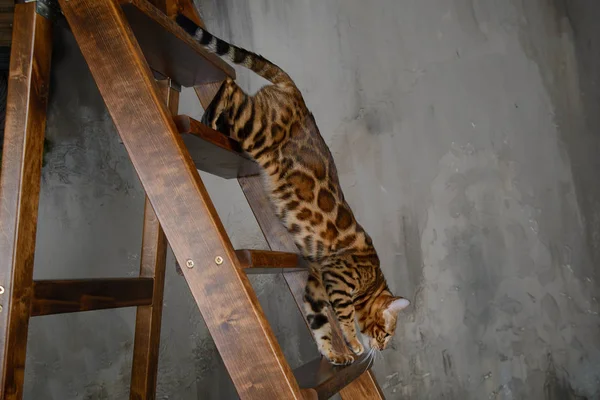 Bengal Katt Löper Längs Stammen Eller Stege — Stockfoto