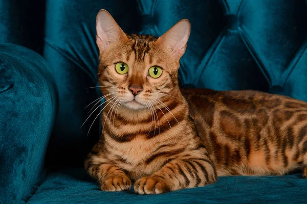 Mooie Bengaalse Kat Zit Een Blauwe Leunstoel — Stockfoto