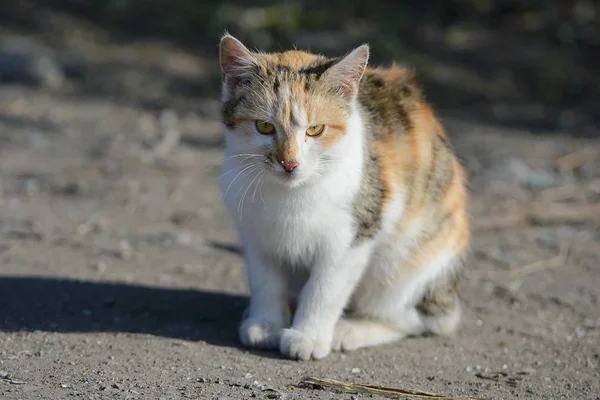 Obdachlose Unglückliche Dreifarbige Katze Sitzt Auf Dem Boden — Stockfoto