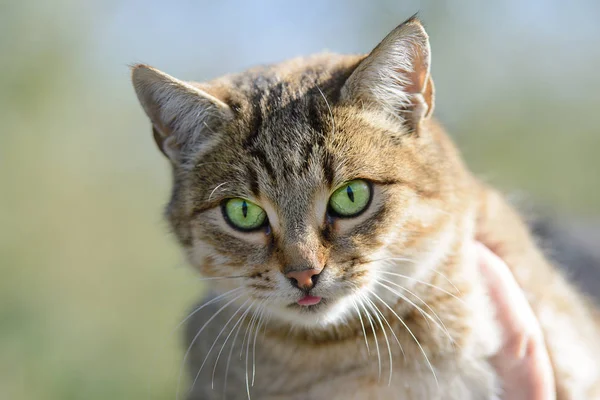 Krásná Zelenooká Kočka Rozlepeným Jazykem — Stock fotografie
