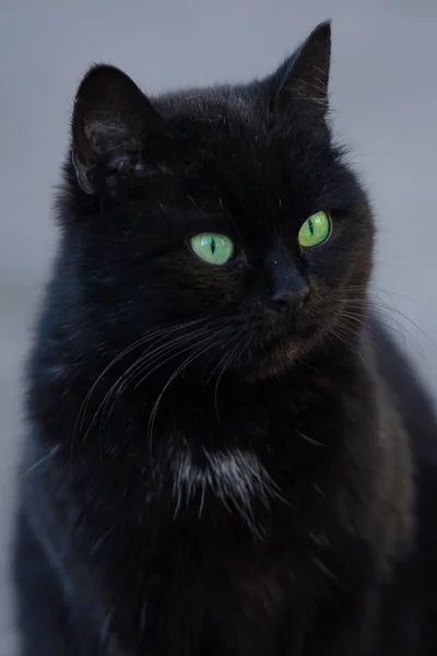 Gato Ojos Verdes Pelo Gris Negro —  Fotos de Stock