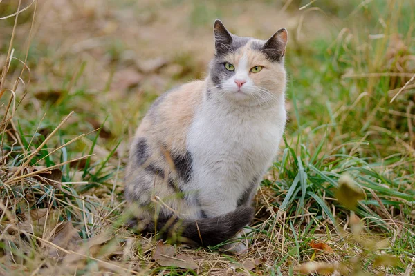 Триколірний Кіт Сидить Траві — стокове фото
