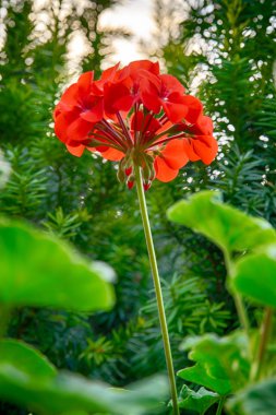 Yeşilli kırmızı sardunya çiçekleri porsuğun yanında.