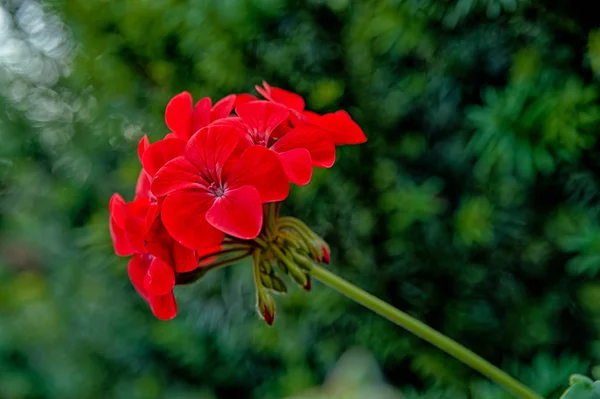 Red Geranium Flowers Green Yew — Stock Photo, Image