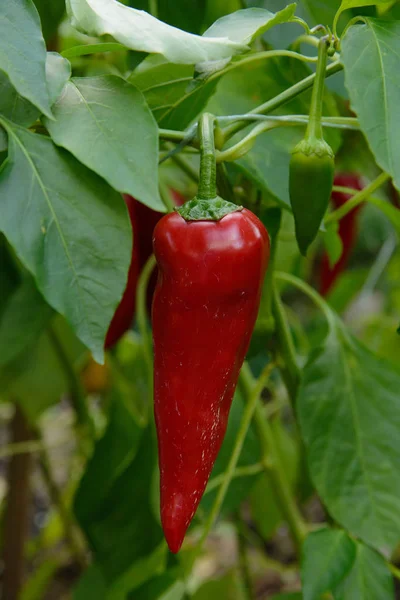 Hot red pepper in the garden