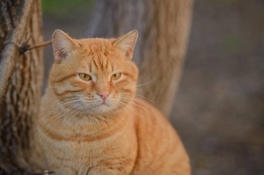Güzel kızıl kedi sonbaharda yürür