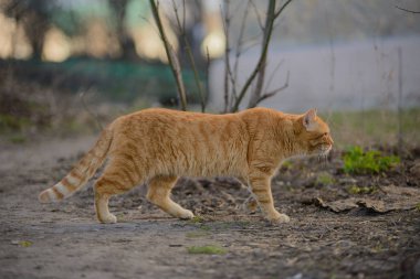 Güzel kızıl kedi sonbaharda yürür