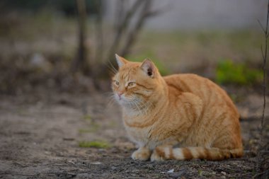 Güzel kızıl kedi sonbaharda yürür