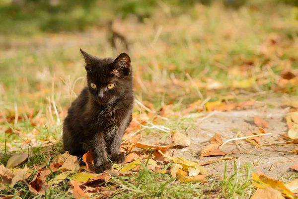 Black Kitten Sits Grass Leaves — ストック写真