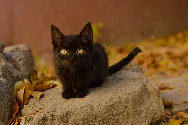 Black Kitten Sitting Stone — ストック写真