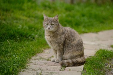 The cat sits along the path among the grass