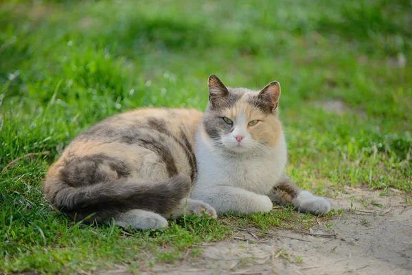 Tricolor Cat Lies Grass — Stock fotografie