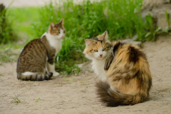 Two Cats Sitting Grass — 스톡 사진