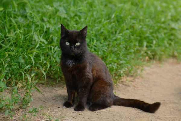 Black Cat Sitting Grass — ストック写真