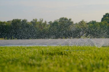 Güneşli bir günde çimleri suluyorum.