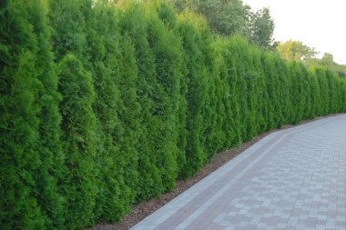 Rayların yakınına kozalaklı ağaçkakanlar dikilmiş.